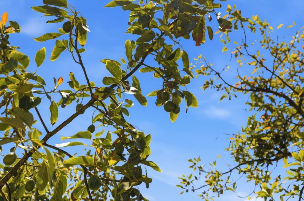 Avocado Escape — Hot Tub + Oasis + Casita + RV photo 18