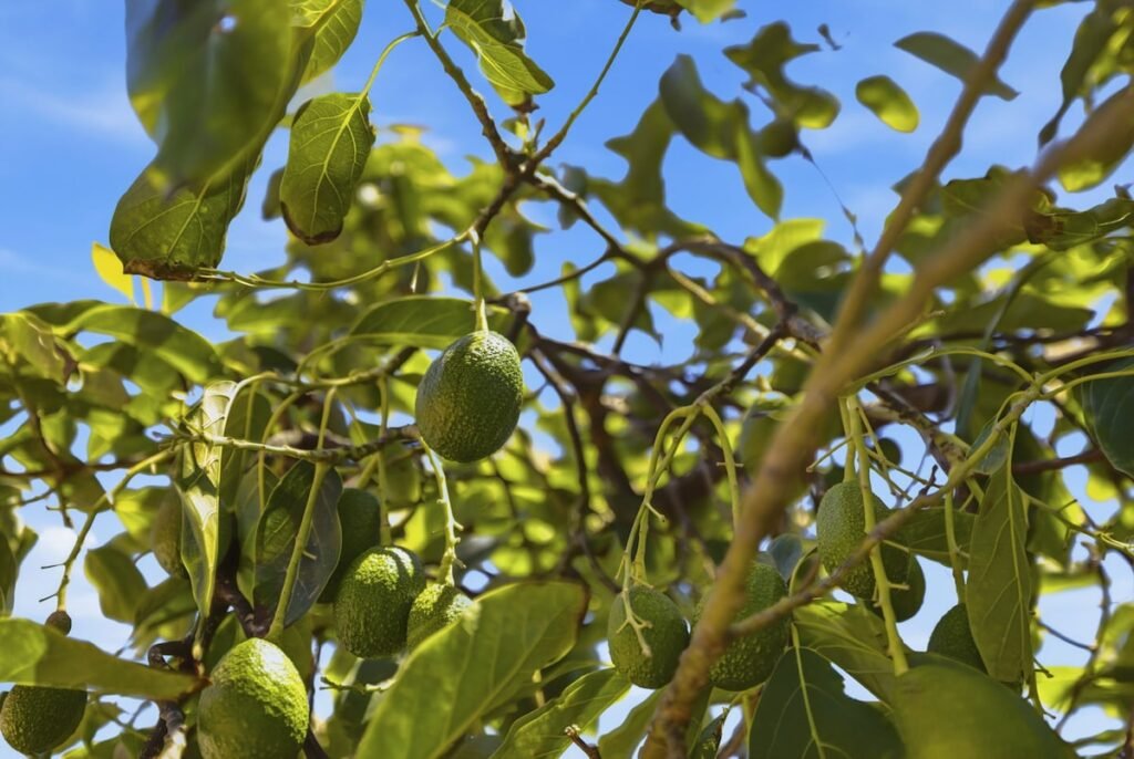 Avocado Escape — Hot Tub + Oasis + Casita + RV photo 19