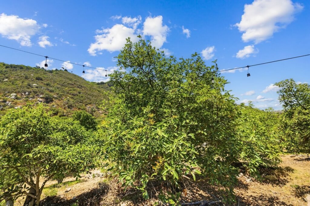 Avocado Escape — Hot Tub + Oasis + Casita + RV photo 22
